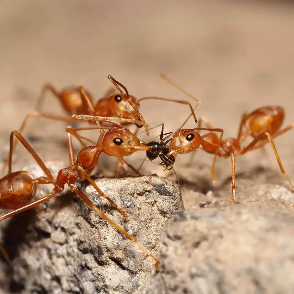 Pest Control MSDS | Suffolk Pest Control | Suffolk, VA